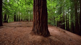 Giant sequoias in redwood forest. High quality 4k footage