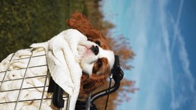 A small puppy of the Cavalier King Charles Spaniel breed sits in the frame of a bicycle and the wind blows it funny, Vertical video for social networks