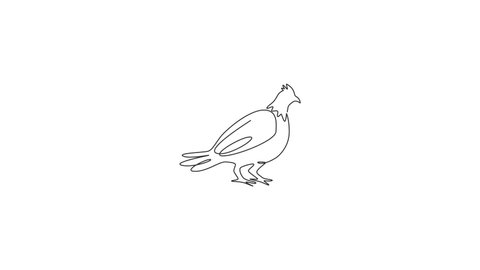 Animated self drawing of single continuous line draw cute grouse bird for company logo identity. Game bird festival mascot concept for United Kingdom culture icon. Full length one line animation.
