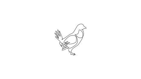 Animated self drawing of one continuous line draw funny grouse bird for organisation logo identity. Driven grouse shooting mascot concept for game bird icon. Full length single line animation.