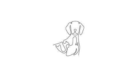 Animated self drawing of continuous line draw cute german shorthaired pointer for company logo identity. Purebred dog mascot concept for friendly pet icon. Full length single line animation.
