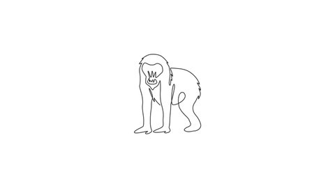 Animated self drawing of one continuous line draw cute mandrill for company logo identity. Big exotic monkey mascot concept for national zoo icon. Full length single line animation illustration.