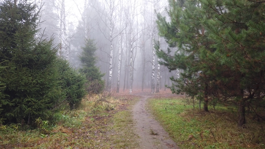 Walk in the misty mystical autumn forest.