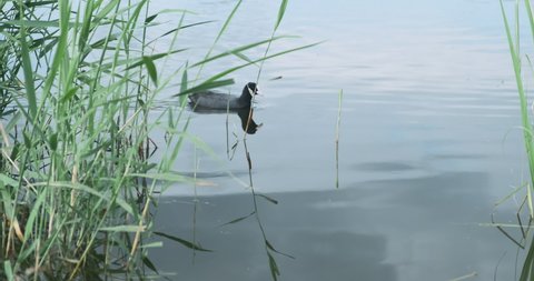 Coot bird swiming in lake green reeds at summer. Birdwatching of adult duck. Fulica Atra living environment. Eurasian coot with black feathers, white beak. Ornithology - bird watching No people