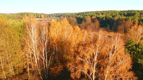 The drone flies in the wild area in the morning. Bird's eye view. Location place of Small Polissya, Ukraine, Europe. Cinematic aerial shot. Discover the beauty of earth. Filmed in 4k, drone video.