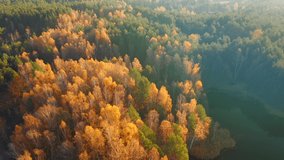 The drone flies in the wild area in the morning. Bird's eye view. Location place of Small Polissya, Ukraine, Europe. Cinematic aerial shot. Discover the beauty of earth. Filmed in 4k, drone video.