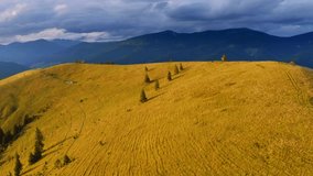 Panoramic view from the drone on the alpine meadows. Bird's eye view. Location place Carpathian mountains, Ukraine, Europe. Cinematic aerial shot. Discover the beauty of earth. Filmed 4k, drone video.