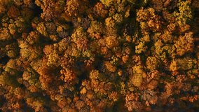 Breathtaking bird's eye view of the autumn forest in Dniester canyon. Shooting from a quadcopter. Location Ukraine, Europe. Cinematic aerial shot. Explore the beauty of earth. Filmed 4k, drone video.