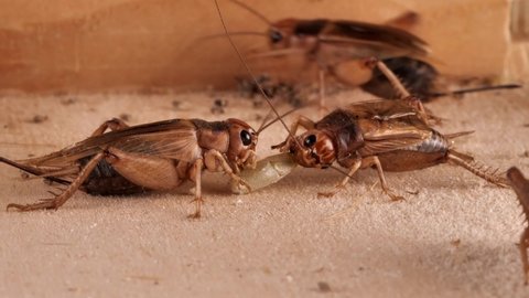 field cricket eats a cereal grain, gryllus assimilis, several scenes, video with audio 