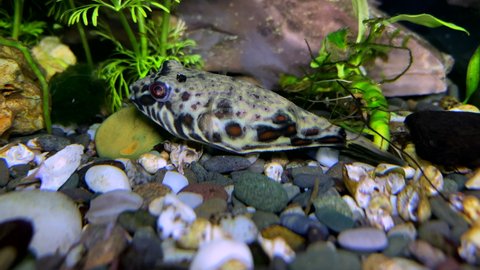
Cute fish 4K. A close-up of a Pufferfish lies on the bottom and turns its eyes in an aquarium with tropical fish.