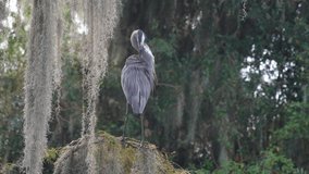Great Blue Heron preening and watching over swamp