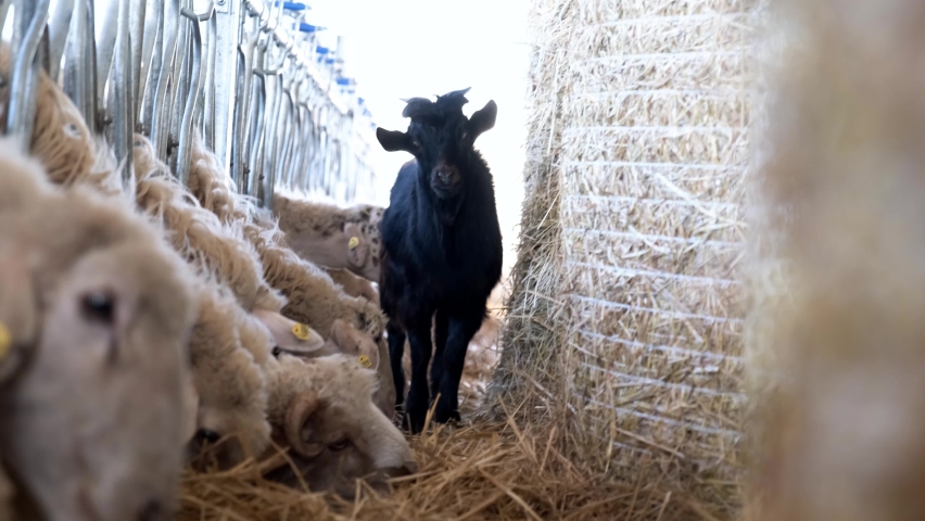 Sheep in a row, eat hay in the farm fence