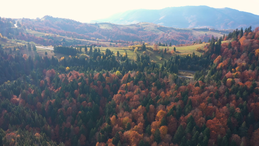 aerial view of mountain road leading among green hills and mountains covered by the pines and orange autumn beech trees 
