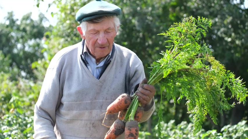 Senior farmer show his organic carrot harvest.