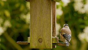4K slow motion video clip of European Goldfinch eating seeds, sunflower hearts, from a wooden bird feeder in a British garden in the rain during summer