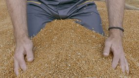 Wheat harvest, human hands holding and pouring heap of seed, 4K footage