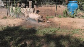 HD video of pastured pigs getting into a pig wallow for the first time.