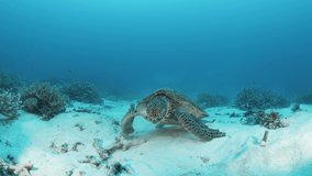 Curious sea turtle slowly moving towards a scuba diver on the sand underwater. Close-up view