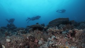 Silhouette of a group of scuba divers swimming above a colorful coral reef system deep below the ocean. Panoramic underwater view.