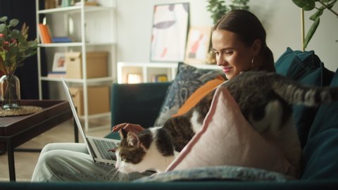 Woman texting on laptop while cat walking on sofa. Female student working on computer and looking at grey kitten on couch. Furry pedigreed pet, little best friends. Happy domestic animals at home.
