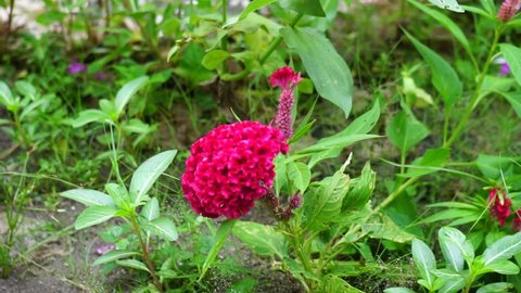 Cockscomb (Commonly called celosia cristata, Celosia argentea, jengger ayam) plant with natural background. They are usually brightly colored, usually red, yellow, pink, or orange, though other colors