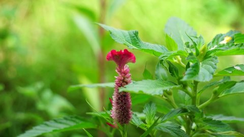 Cockscomb (Commonly called celosia cristata, Celosia argentea, jengger ayam) plant with natural background. They are usually brightly colored, usually red, yellow, pink, or orange, though other colors