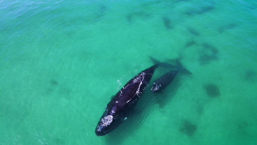 Southern Right mom with her newborn calf in clear shallows, Cape Whale Coast whale season