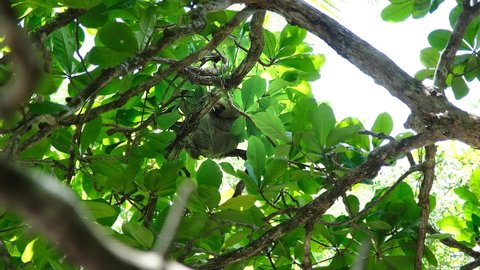 Sloth still on a tree at Manuel Antonio National Park in Costa Rica