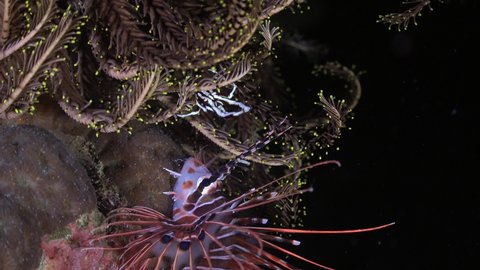 Lionfish and small black and white squat lobster facing off on coral reef at night