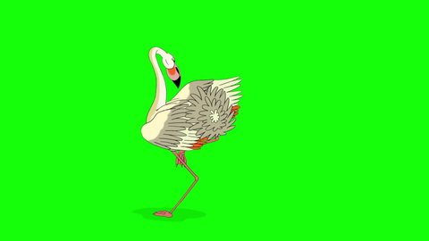 Dance of the White flamingo. Handmade animated looped HD footage isolated on green screen