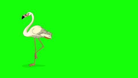White Flamingo walking and looking for food. Handmade animated looped HD footage isolated on green screen