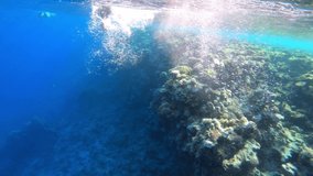 4k video footage of coral reef on the Red Sea in Egypt