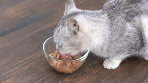 Cute little gray cat eats wet food from glass bowl, close up. Healthy cat eats food with appetite
