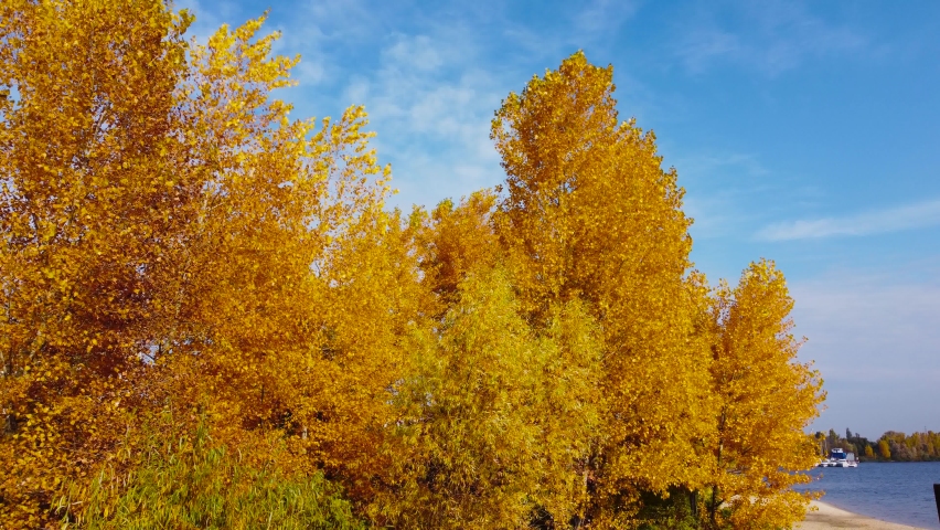 Group of poplars with bright yellow foliage in sunny windy autumn weather on the riverbank, aerial view when moving forward among the branches and tree tops against the sky
