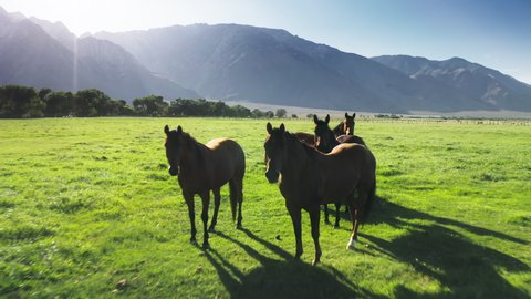 4K aerial shot of brown horses silhouettes grazing on green grassy meadow in cinematic sun rays of dawn bright sun above mountain landscape on background. Scenic herd of graceful wild animals summer