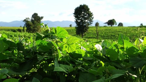 Green beans garden,Mung bean tree used as legumes crop and green manuare. Organic farming.