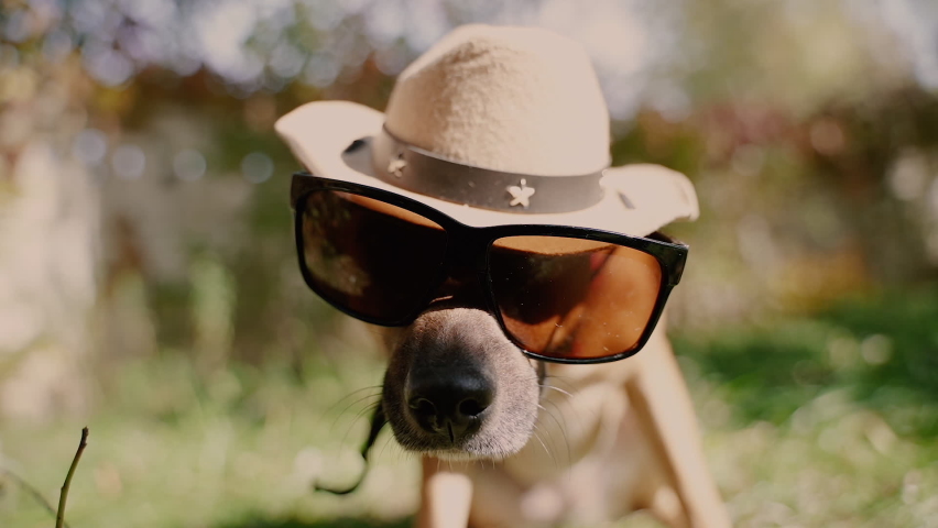 Sunglasses. Dog in sunglasses and a cowboy hat.
