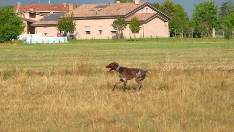 brown and white kurzhaar hunting dog in a hunting action 