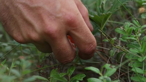 Picking delicious Cloudberries, Rubus chamaemorus in Estonian bog forest in Soomaa National Park.