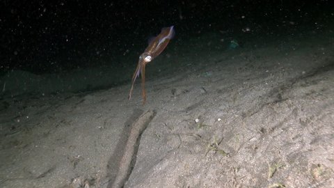 Squid (Teuthida, Bathyteuthidae) underwater, Bali, Indonesia.