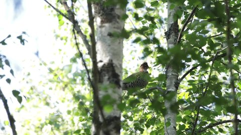 Alert female Hazel grouse, Tetrastes bonasia perched on a branch in Estonian forest.