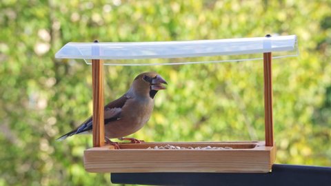 Hawfinch bird sits in a bird feeder hanging outside the window, drives away the tits and feasts on seeds
