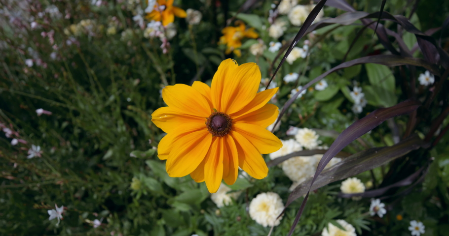 Close up top shot of an orange and yellow Rudbeckia flowers in a garden with wind