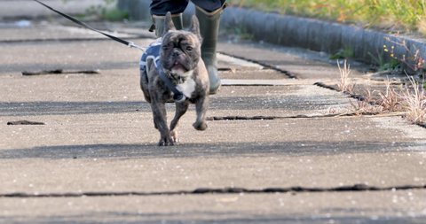 Closeup of Brindle French bulldog walking at the park