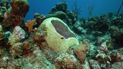 A sample of brain coral that has been infected with Stony Coral Tissue Loss Disease (SCTLD). The white section of the coral is dead and the brown section is still alive but will die soon as the infect