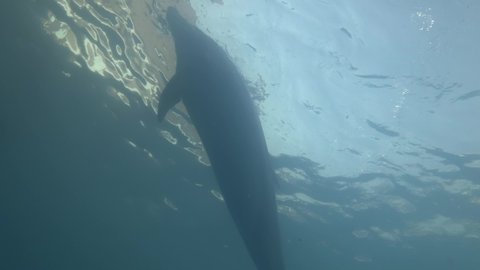 Dolphins - A group of dolphins playing under the surface of the water. Extreme close-up of Bottlenose Dolphins swims in the blue water