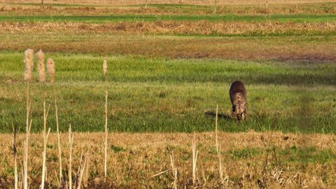 Male Roe Deer (Capreolus capreolus) walks on a meadow. Roe Deer eats autumn grass on sunny day. Meadow with wild animals. Animal in a natural habitat
