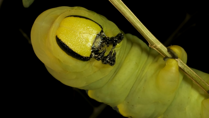 Larva (caterpillar) of butterfly Death
