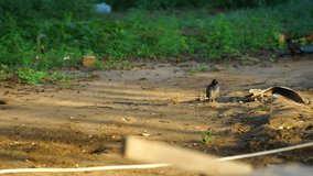 Golden hour footage, Indian myna bird searching food on the ground. 4k video clip