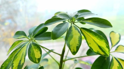Evergreen branchy shrub with flexible branches, leaves and numerous aerial roots of Schefflera on the windowsill in the office. slow moo 4K